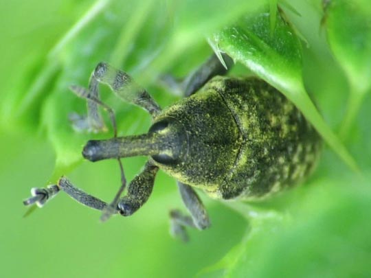 Larinus planus
