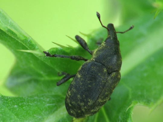 Larinus turbinatus, Kratzdistelrüssler