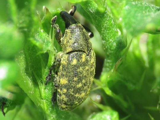 Larinus turbinatus, Kratzdistelrüssler