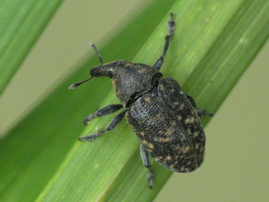 Larinus turbinatus, Kratzdistelrüssler