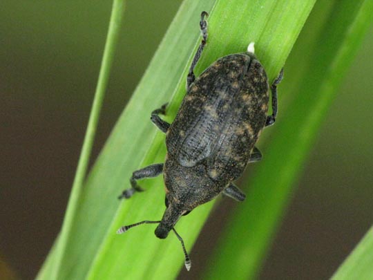 Larinus turbinatus, Kratzdistelrüssler