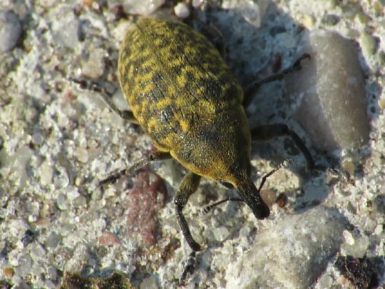 Larinus turbinatus, Kratzdistelrüssler