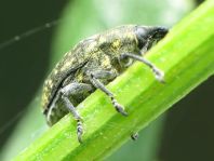 Larinus turbinatus, Kratzdistelrüssler