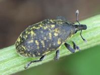 Larinus turbinatus, Kratzdistelrüssler