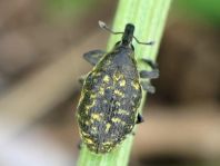Larinus turbinatus, Kratzdistelrüssler