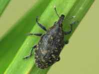 Larinus turbinatus, Kratzdistelrüssler