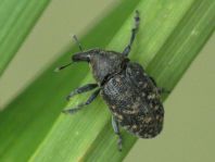Larinus turbinatus, Kratzdistelrüssler