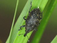 Larinus turbinatus, Kratzdistelrüssler