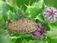 Larinus planus