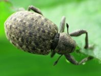 Liophloeus tessulatus