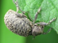 Liophloeus tessulatus