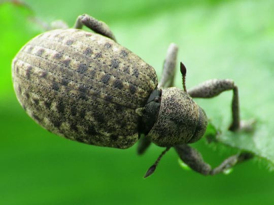 Liophloeus tessulatus
