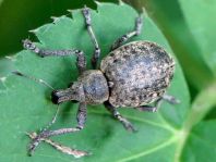 Liophloeus tessulatus