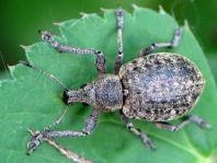 Liophloeus tessulatus