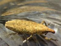 Lixus subtilis