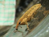 Lixus subtilis