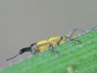 Lixus iridis, Schierlingsrüssler