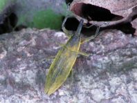 Lixus iridis, Schierlingsrüssler