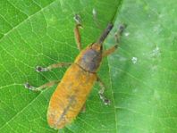 Lixus angustatus