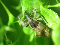 Lixus filiformis