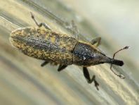 Lixus filiformis