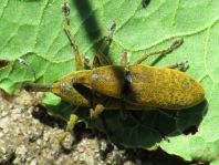 Lixus bardanae