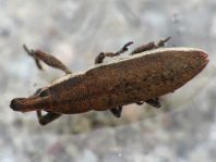 Lixus albomarginatus