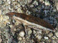 Lixus albomarginatus
