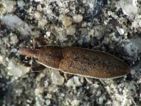 Lixus albomarginatus