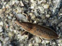 Lixus albomarginatus