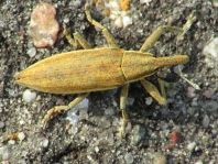 Lixus iridis, Schierlingsrüssler