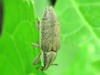 Lixus myagri