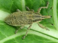 Lixus myagri