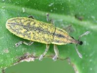 Lixus filiformis