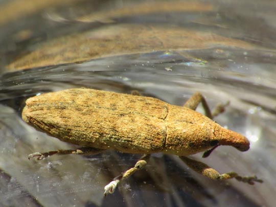 Lixus subtilis