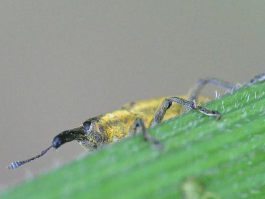 Lixus iridis, Schierlingsrüssler