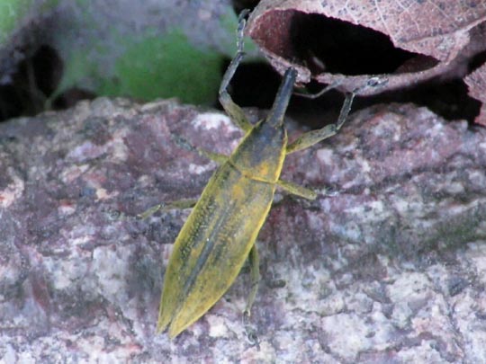 Lixus iridis, Schierlingsrüssler