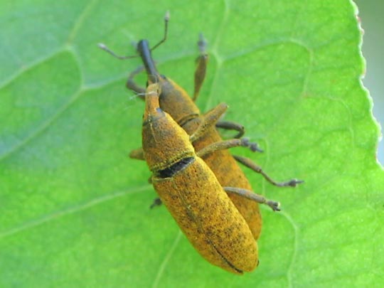 Lixus bardanae