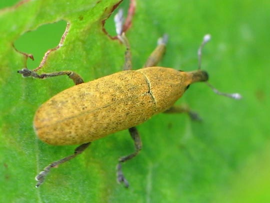 Lixus bardanae