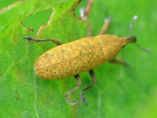 Lixus bardanae