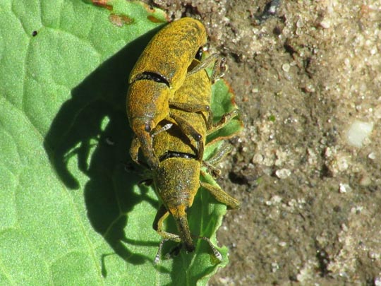 Lixus bardanae