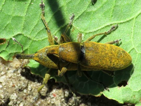 Lixus bardanae
