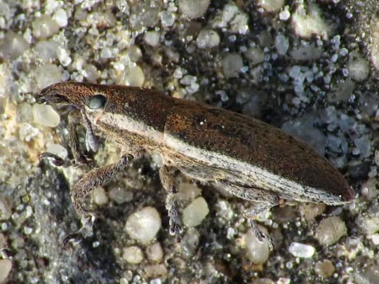 Lixus bardanae