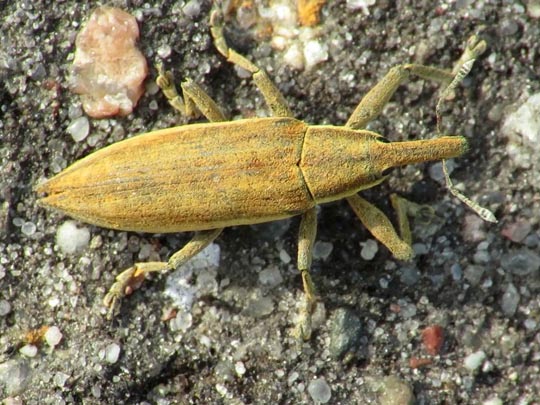 Lixus iridis, Schierlingsrüssler