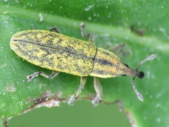 Lixus filiformis