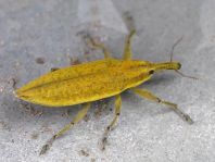 Lixus iridis, Schierlingsrüssler