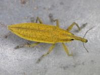 Lixus iridis, Schierlingsrüssler