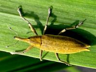 Lixus iridis, Schierlingsrüssler