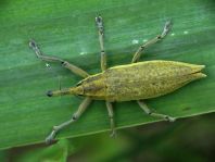 Lixus iridis, Schierlingsrüssler