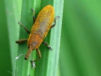 Lixus angustatus